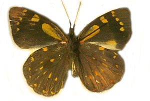 Delias microsticta Gynandromorph2 (Internet Image property of respective owner, non-commercial use only)